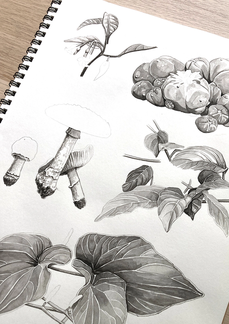 Psychoactive Plants